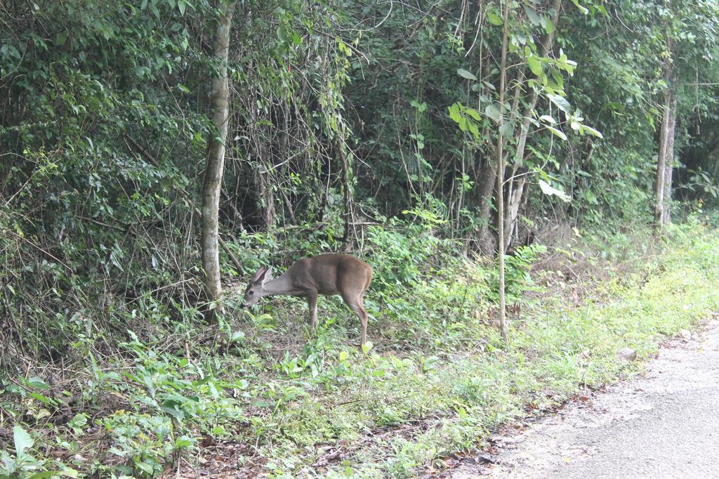 Campamento Yaax Che En Calakmul Conhuas Kültér fotó